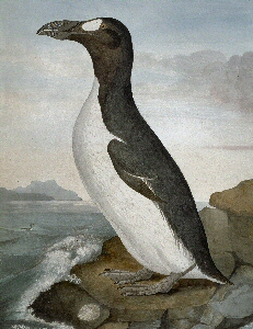Portrait of a Great Auk standing by the ocean, guarding its egg.